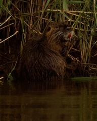Myocastor coypus