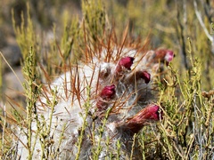 Oreocereus trollii