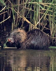 Myocastor coypus