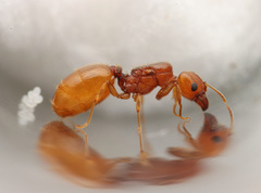 Pheidole cerebrosior