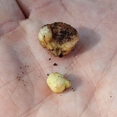 Xanthoteras radicola