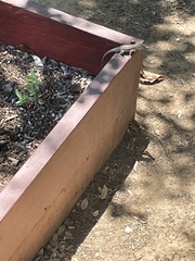 Sceloporus occidentalis