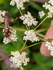 Ichneumon centrator