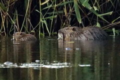 Myocastor coypus