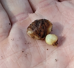 Xanthoteras radicola