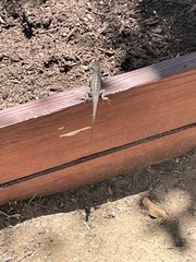 Sceloporus occidentalis
