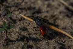 Sphecodes gibbus
