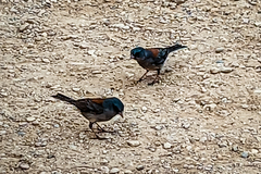 Junco hyemalis dorsalis