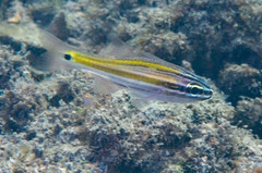 Ostorhinchus cavitensis