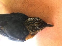 Cossypha niveicapilla