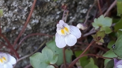 Cymbalaria muralis