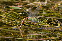 Anax longipes
