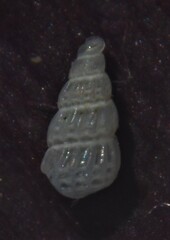Tragula fenestrata