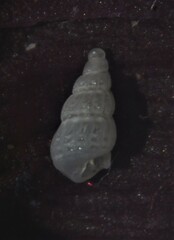 Tragula fenestrata