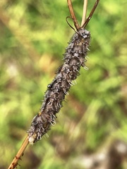 Ululodes macleayanus