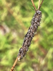 Ululodes macleayanus