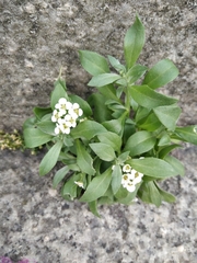 Lobularia