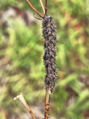 Ululodes macleayanus