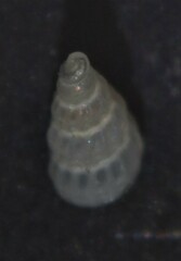 Tragula fenestrata