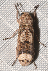 Ozotomerus japonicus