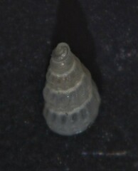 Tragula fenestrata