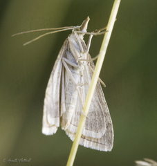 Udea lutealis