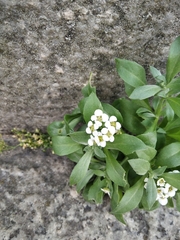 Lobularia