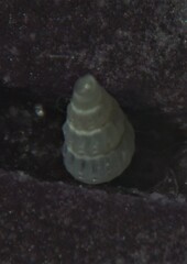 Tragula fenestrata