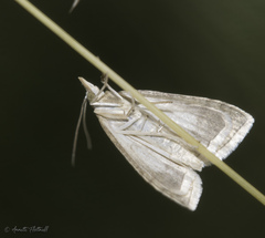 Udea lutealis