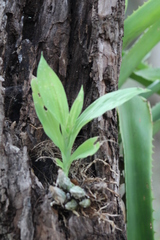 Catasetum integerrimum