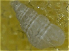 Tragula fenestrata