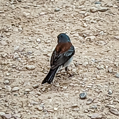 Junco hyemalis dorsalis