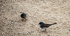 Junco hyemalis dorsalis