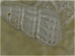 Tragula fenestrata