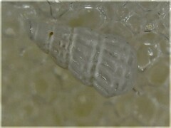 Tragula fenestrata
