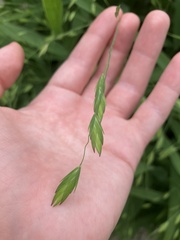 Chasmanthium latifolium