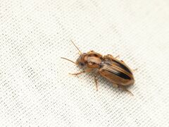 Agonoderus