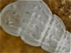 Tragula fenestrata