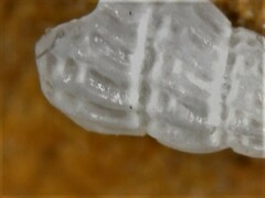 Tragula fenestrata
