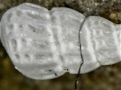 Tragula fenestrata