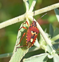 Codophila varia