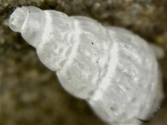 Tragula fenestrata