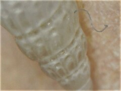 Tragula fenestrata