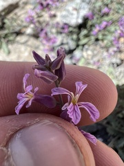 Streptanthus gracilis