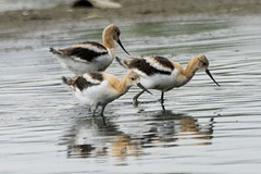 Recurvirostra americana