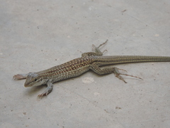 Aspidoscelis exsanguis