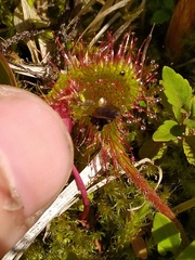 Drosera rotundifolia