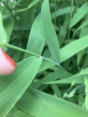 Chasmanthium latifolium
