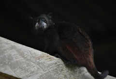 Saguinus fuscicollis