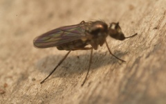 Rhaphium antennatum